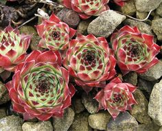 several red and white flowers on some rocks