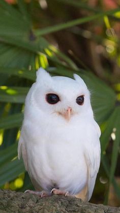 a white owl sitting on top of a rock next to green plants and trees in the background