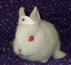 a white rabbit with a red cross on it's head