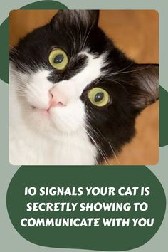 a black and white cat with the caption 10 signals your cat is actively showing to communicate with you