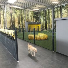 a dog is walking in the middle of an indoor play area with yellow and black fences