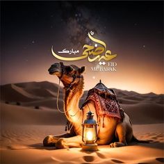 a camel sitting on top of a sandy beach next to a light bulb in the desert