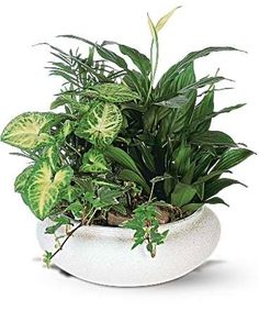 a potted plant with green leaves in it