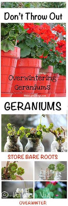 four different types of geraniums in vases with the words, don't throw out overwintering geraniums