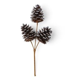 three pine cones are placed on top of each other in the shape of two branches