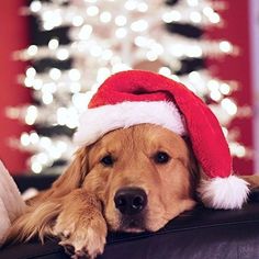 a dog wearing a santa hat laying on a couch