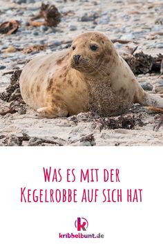 Wisst ihr, was ein sogenannter Blubber ist? Wie lange die Kegelrobbe tauchen kann und wer ihre Feinde sind? In unserem Steckbrief könnt ihr mehr dazu erfahren🦭🌊