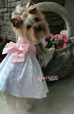 a small dog dressed in a dress with pink bows on it's head and long hair