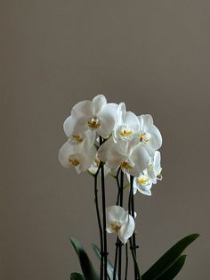 some white flowers are in a vase on a table