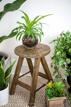 some plants that are sitting on top of a table