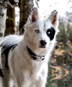 a white and black dog with blue eyes standing in front of some tree branches looking at the camera