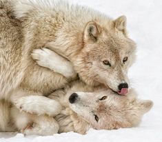 an adult wolf and two cubs cuddle together in black and white photograph with snow on the ground