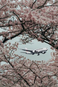 an airplane is flying through the trees with pink flowers on it's branches,