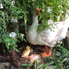 a duck and its chick are standing in the grass next to some bushes with white flowers