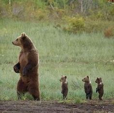 a brown bear standing on its hind legs in front of four cubs, all looking up