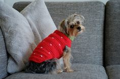 a small dog wearing a red sweater sitting on a gray couch next to some pillows