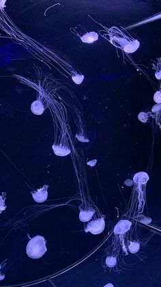 many jellyfish are swimming in the water