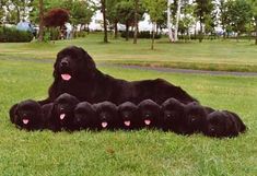 a large black dog laying on top of a lush green field next to lots of smaller black dogs