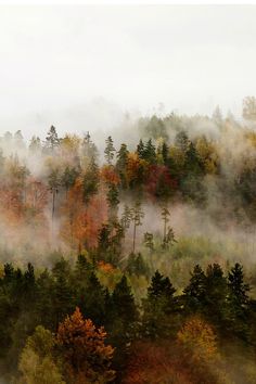 the forest is covered in fog and trees are all turning orange, yellow, and green