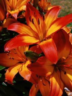 orange and yellow flowers with green leaves in the background