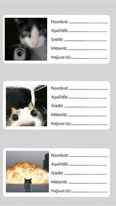 three different pictures of cats with captions in spanish