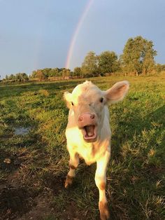 a cow standing on top of a lush green field next to a rainbow in the sky