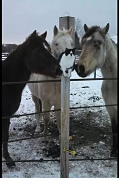 three horses standing next to each other on a snowy day in a fenced area