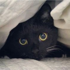 a black cat peeking out from under the covers