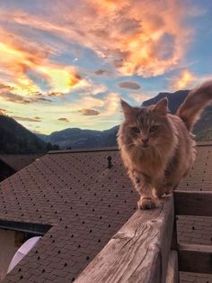 a cat walking on top of a wooden fence next to a building with mountains in the background