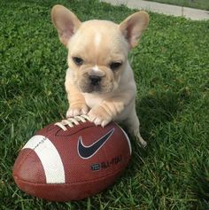 a small dog is sitting in the grass with a football