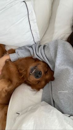 a woman laying in bed next to a brown dog with it's head under the covers