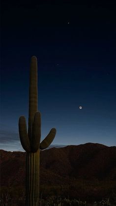 a large cactus standing in the middle of a desert at night with a full moon behind it