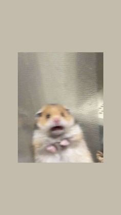 a brown and white hamster standing in front of a metal wall with its mouth open