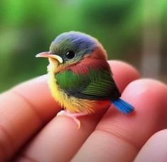 a small colorful bird sitting on top of a persons hand in front of some trees