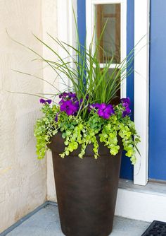 a potted planter with purple and green flowers on the front door step next to a blue door