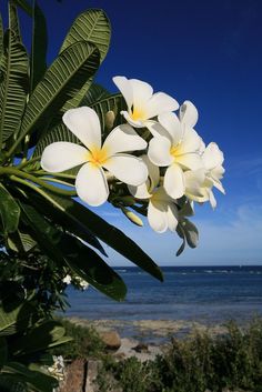 some white and yellow flowers are by the water with blue skies in the back ground