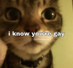 a cat is looking at the camera with an caption that reads, i know you're gay