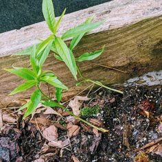 a small green plant is growing out of the dirt in front of a wooden post