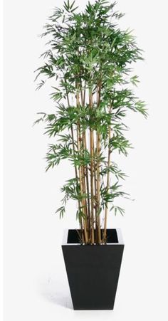 a tall bamboo plant in a black pot