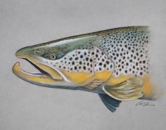 a drawing of a large fish with spots on it's body and mouth is shown