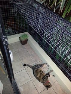 a cat laying on the ground in front of a fenced in area with potted plants