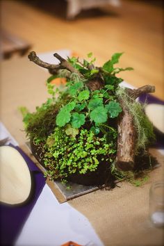 an arrangement of green plants on a table