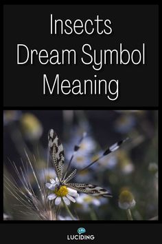 an insect with the words insects dream symbol meaning in white and black, on top of a