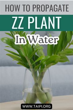 a plant in a vase with text overlay how to propagate zzz plant in water