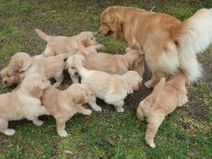 a group of puppies playing with each other in the grass