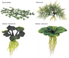 four different types of plants and their roots