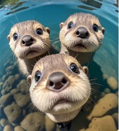 three baby otters are swimming in the water and looking up at the camera man