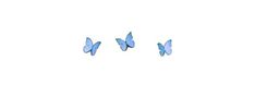 three blue butterflies flying in the sky