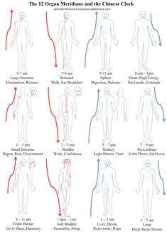 Meridians Points Charts, Meridians Energy Charts, 12 Meridians, Heart Meridian, Chinese Clock, Traditional Chinese Medicine Acupuncture