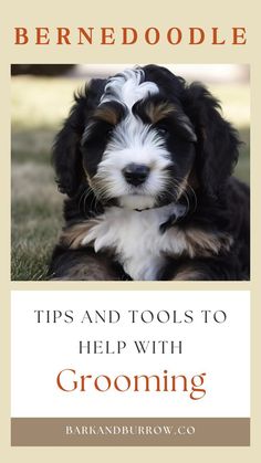 a black and white dog laying on top of grass with the title, tips and tools to help with grooming